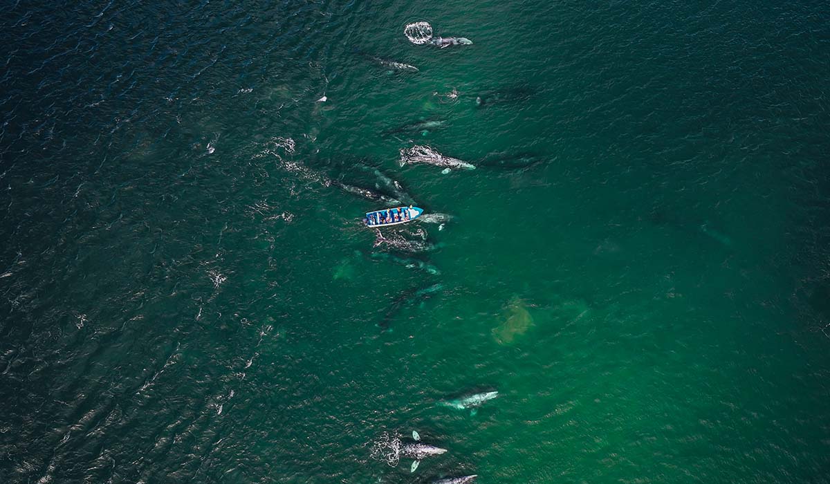 Grey Whale Watching Tour in Cabo